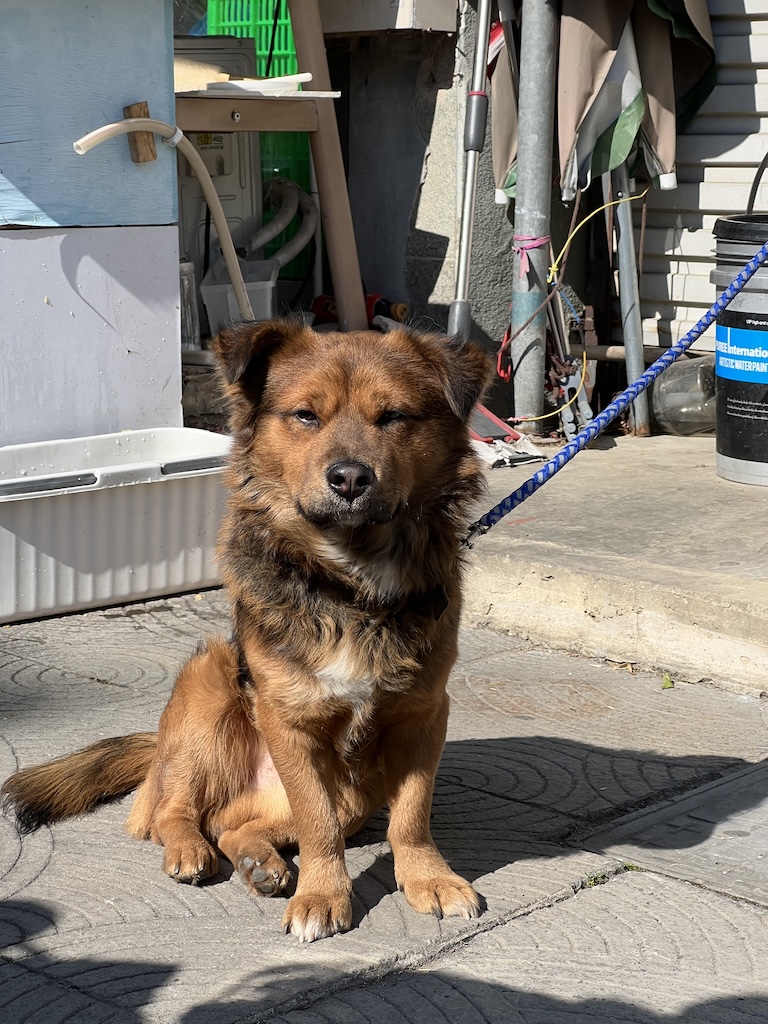 此处插入图片：忧伤的狗狗