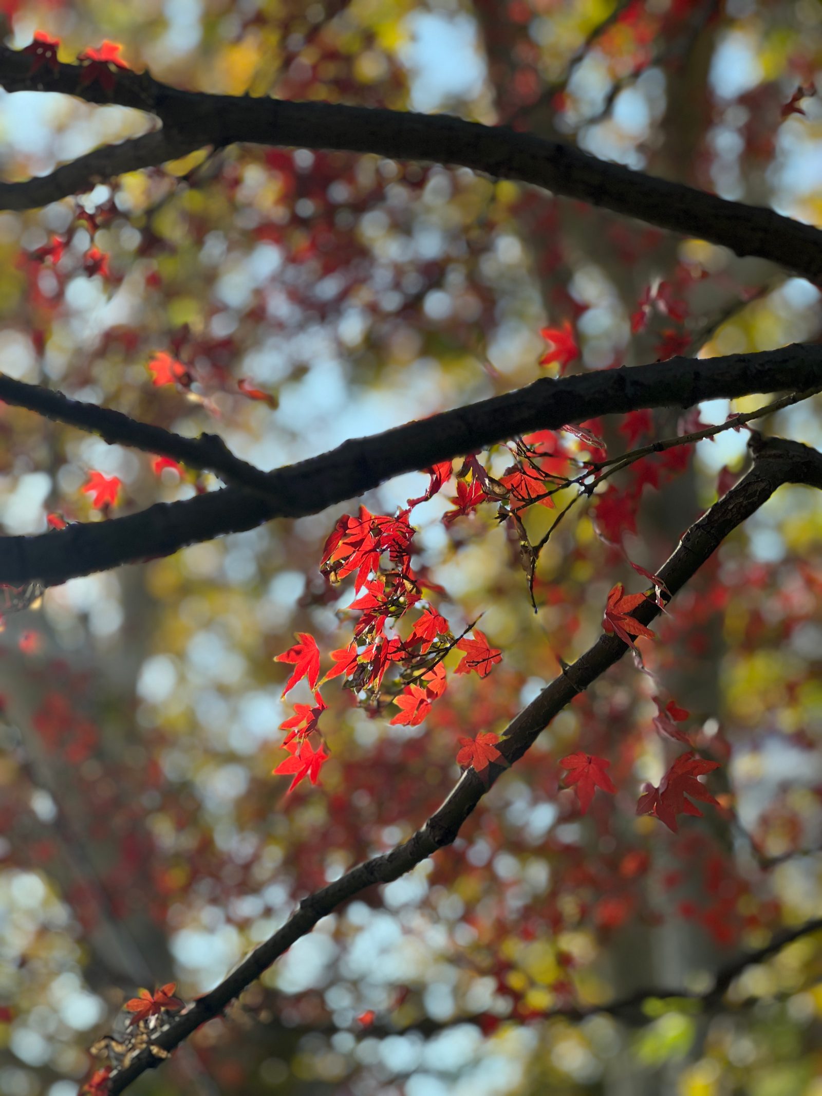 autumn