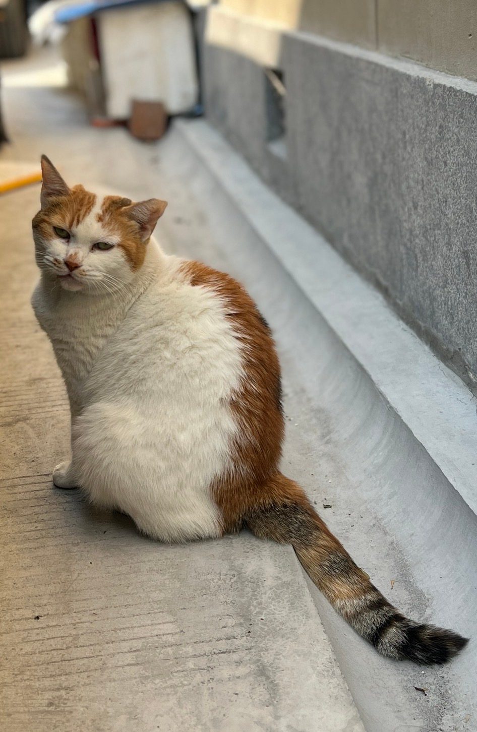 CAT2