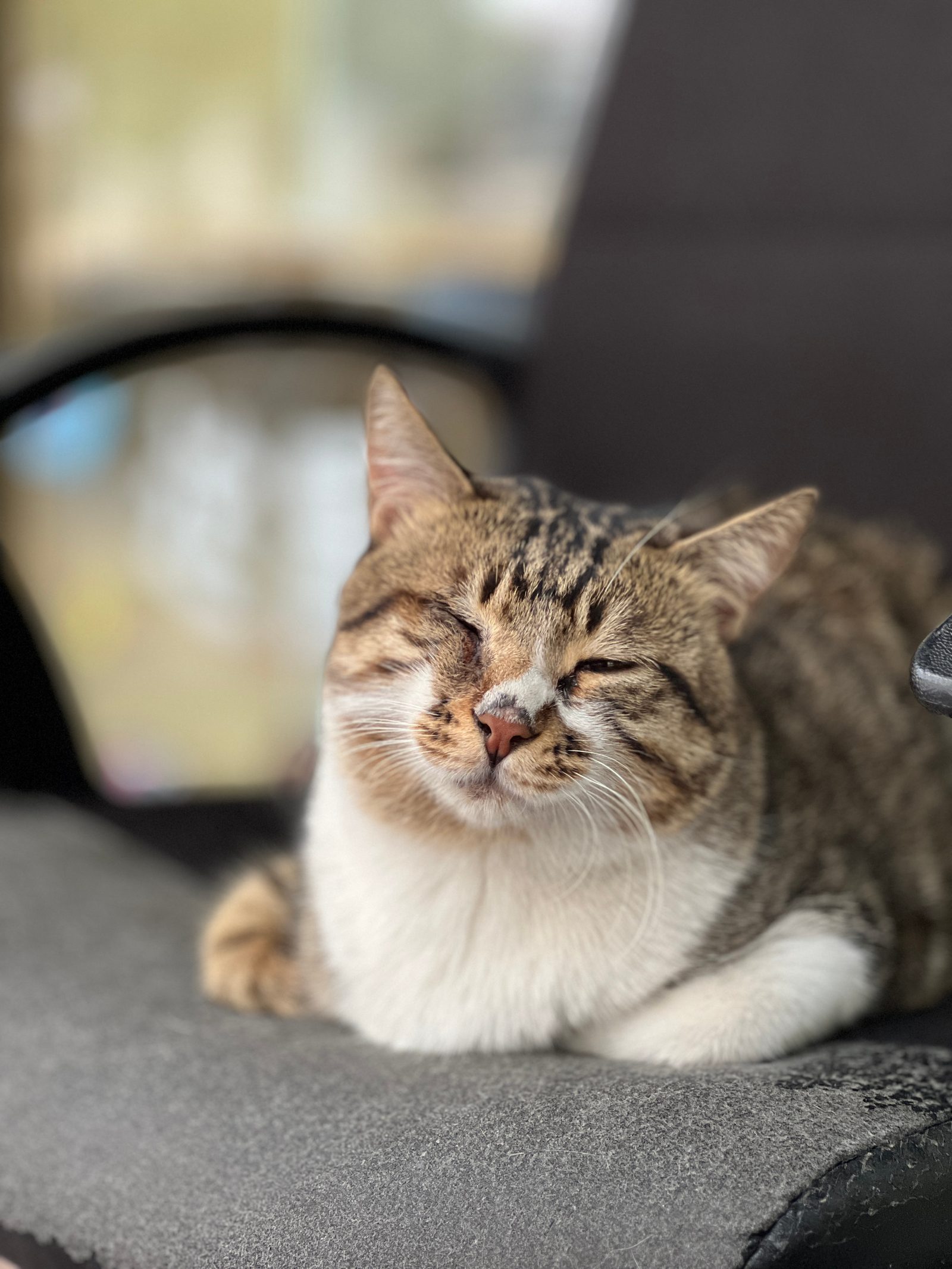 CAT