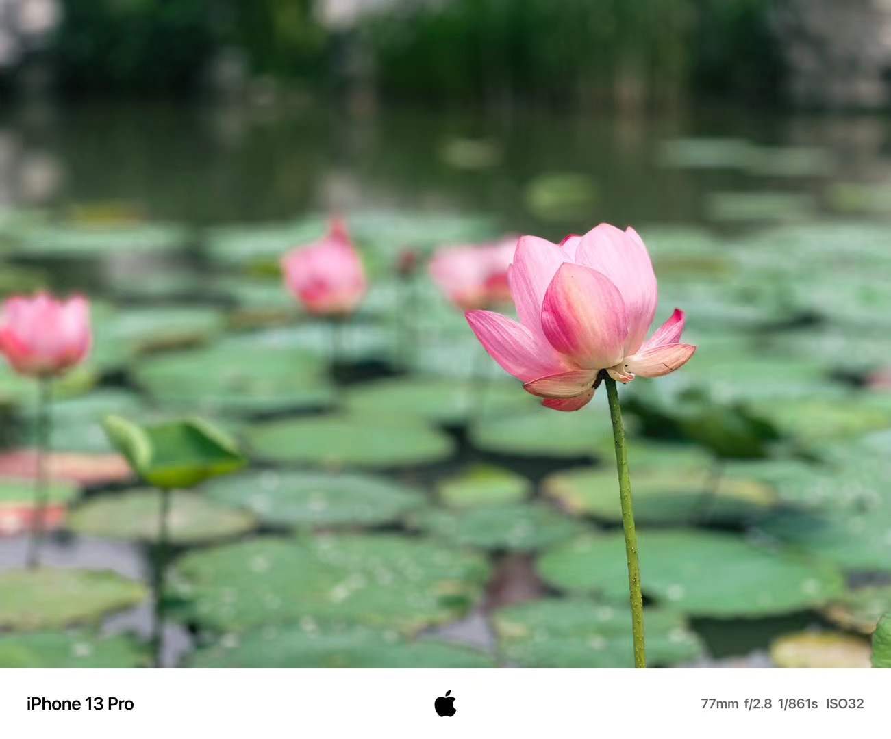 lotus