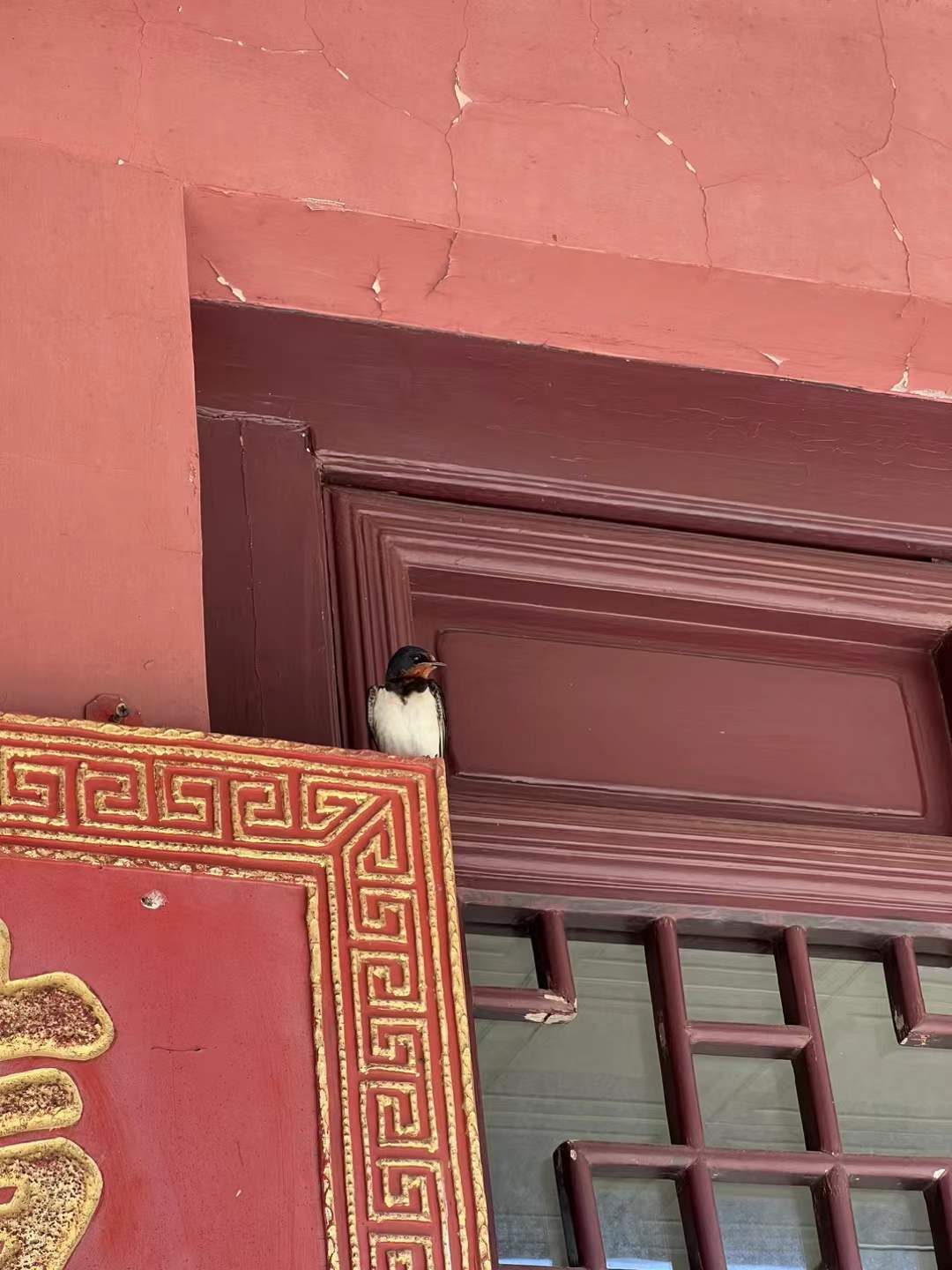 bird