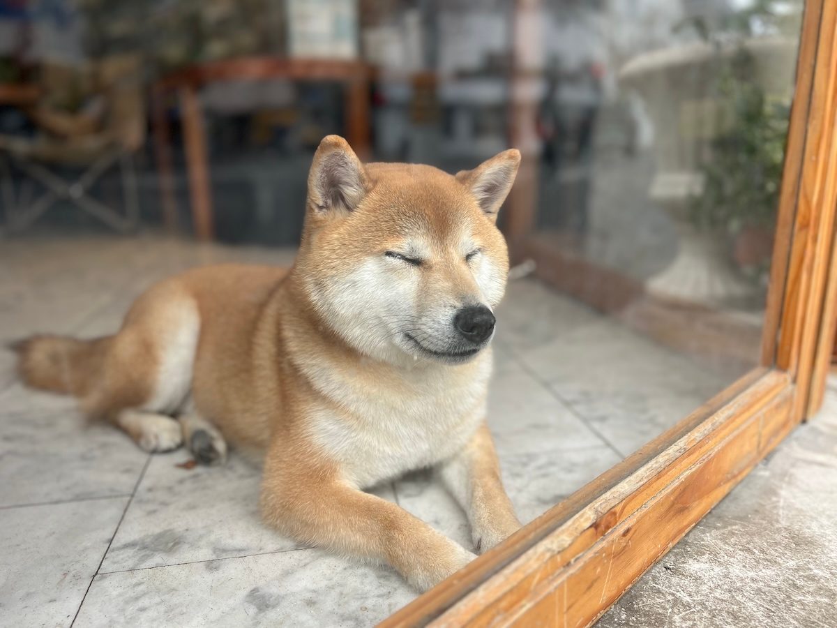 dog