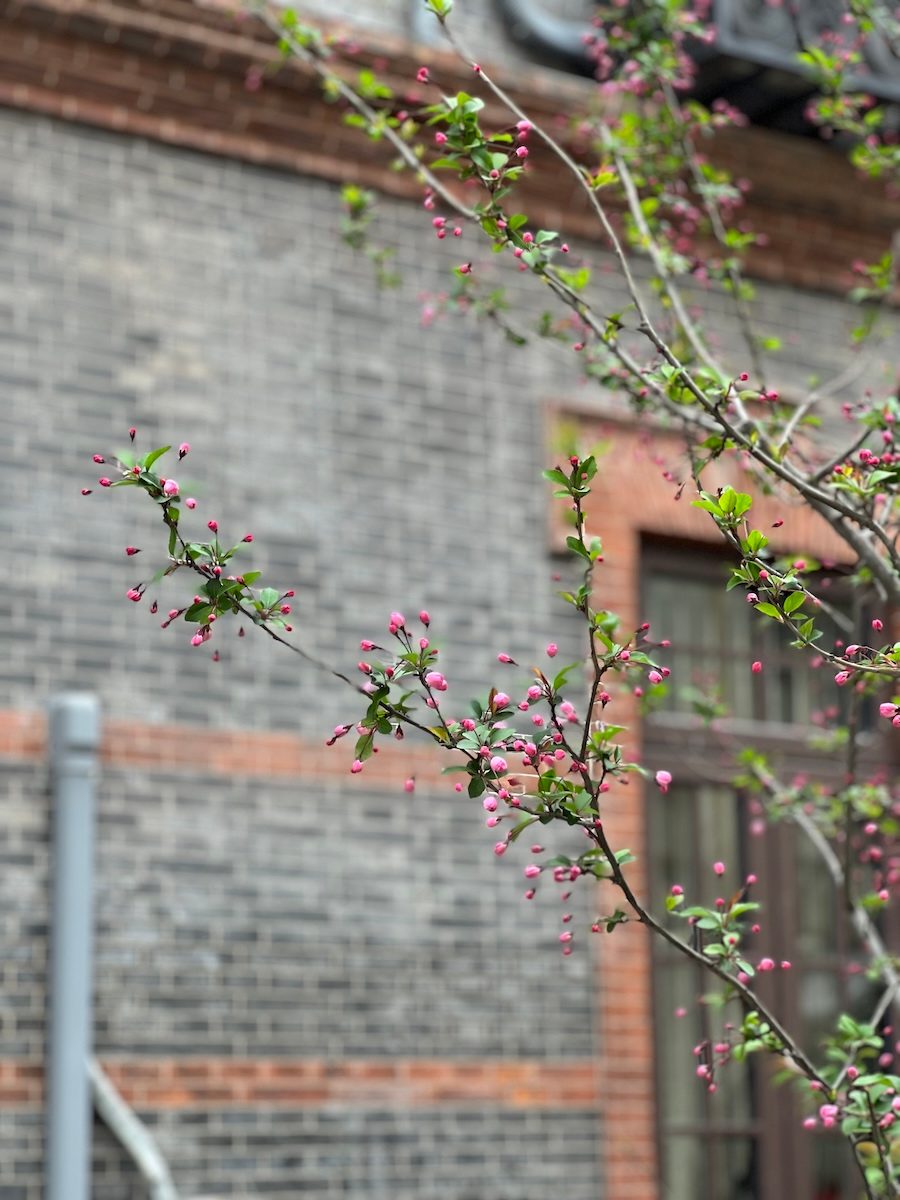 spring flowers1