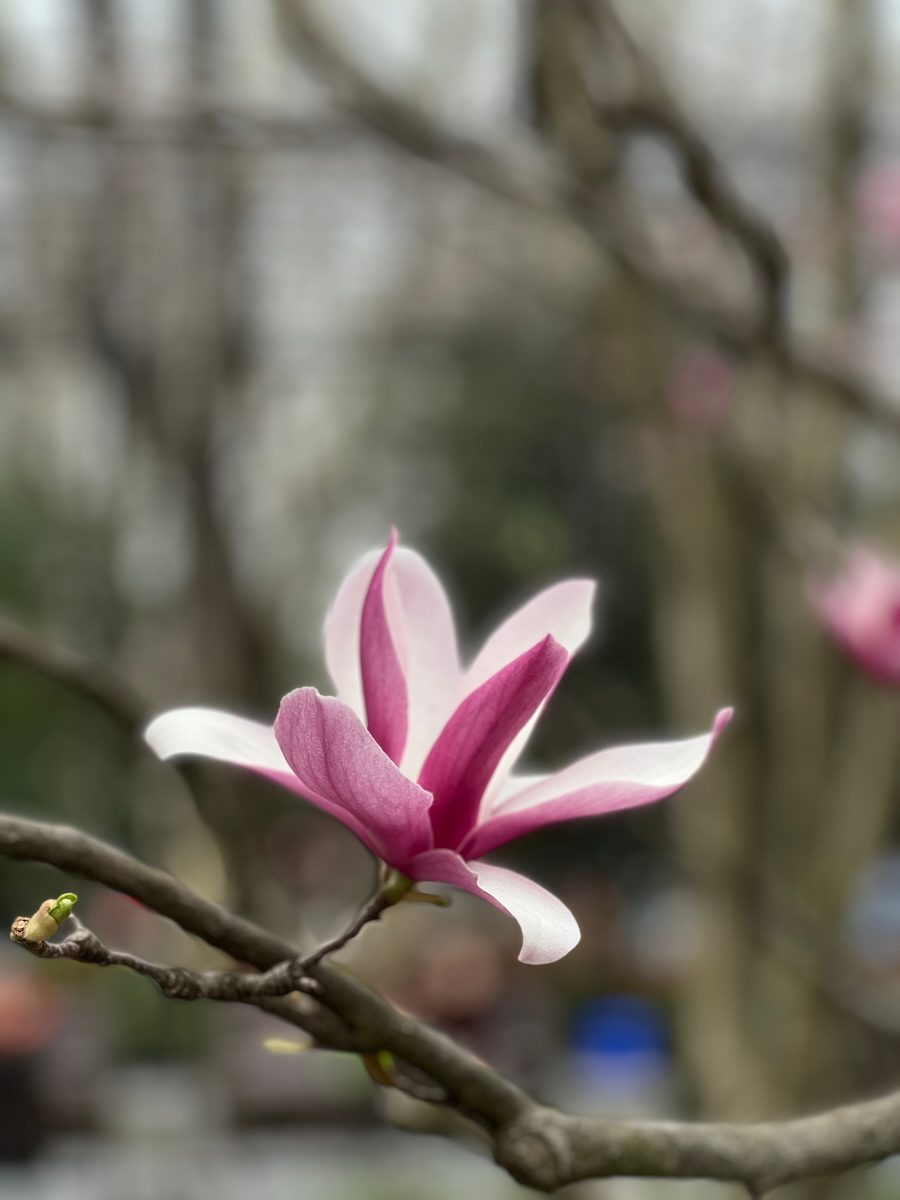 spring 2