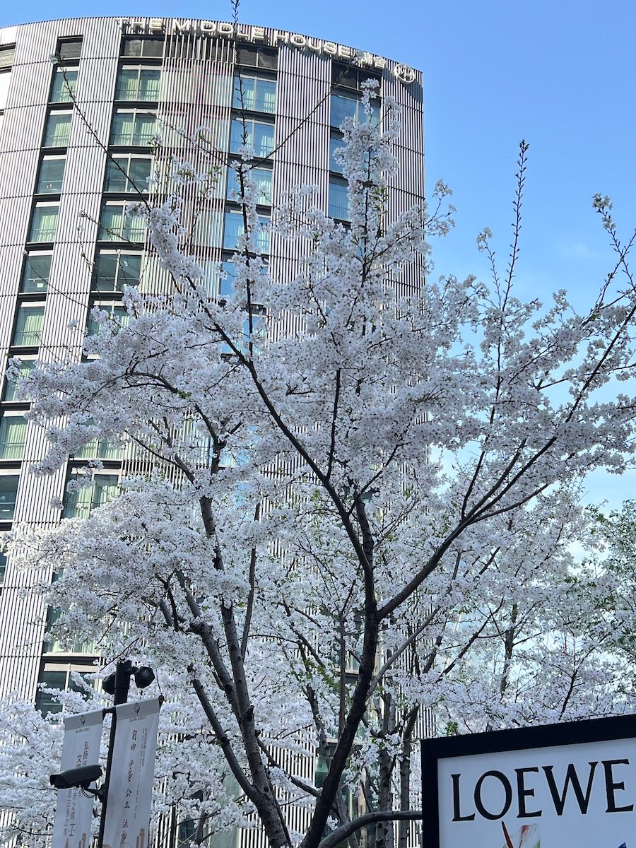 Sakura