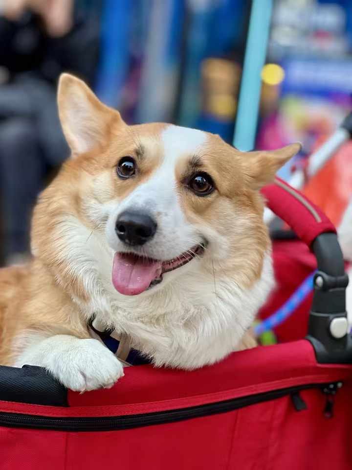 dog