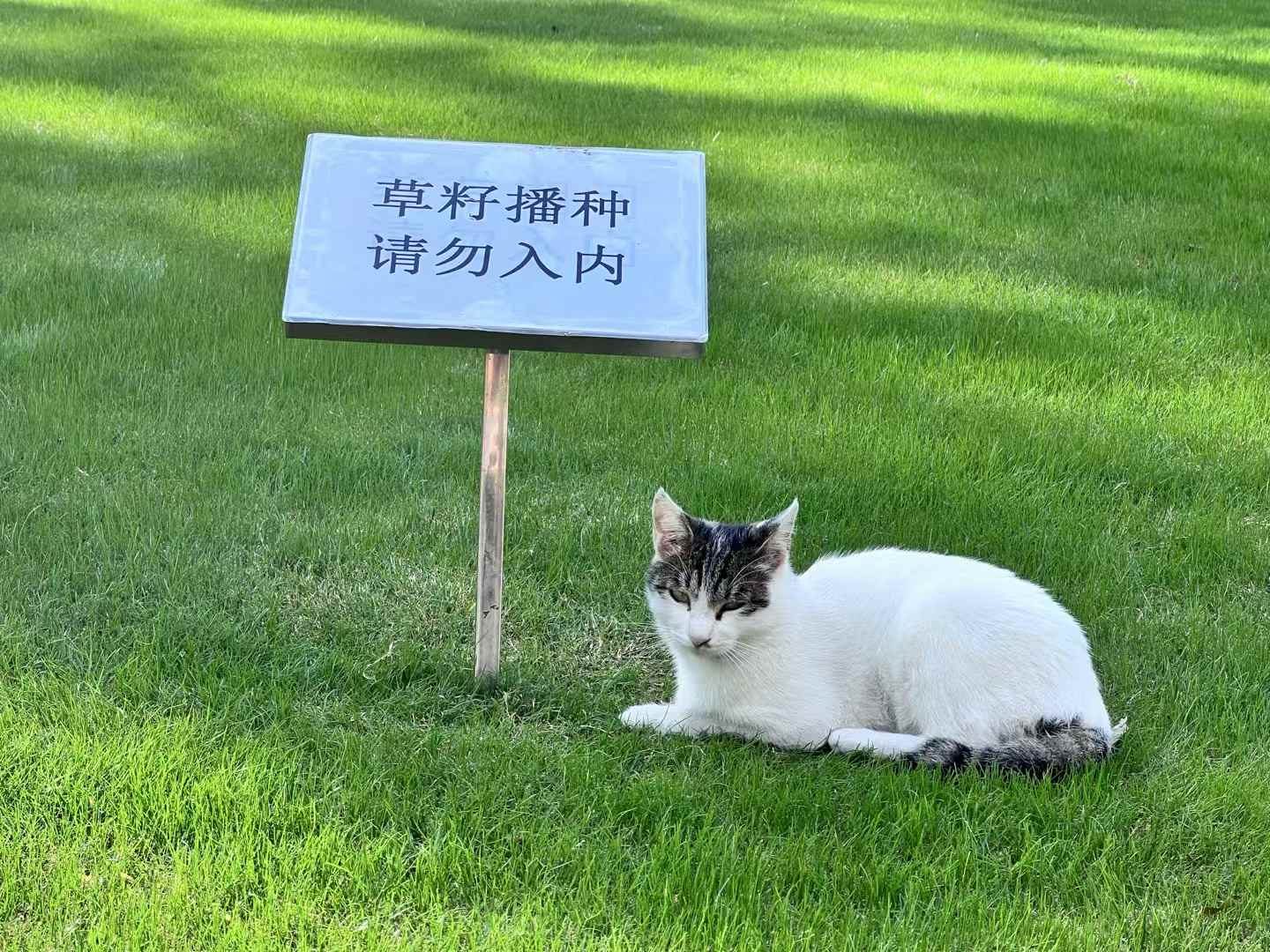 cat