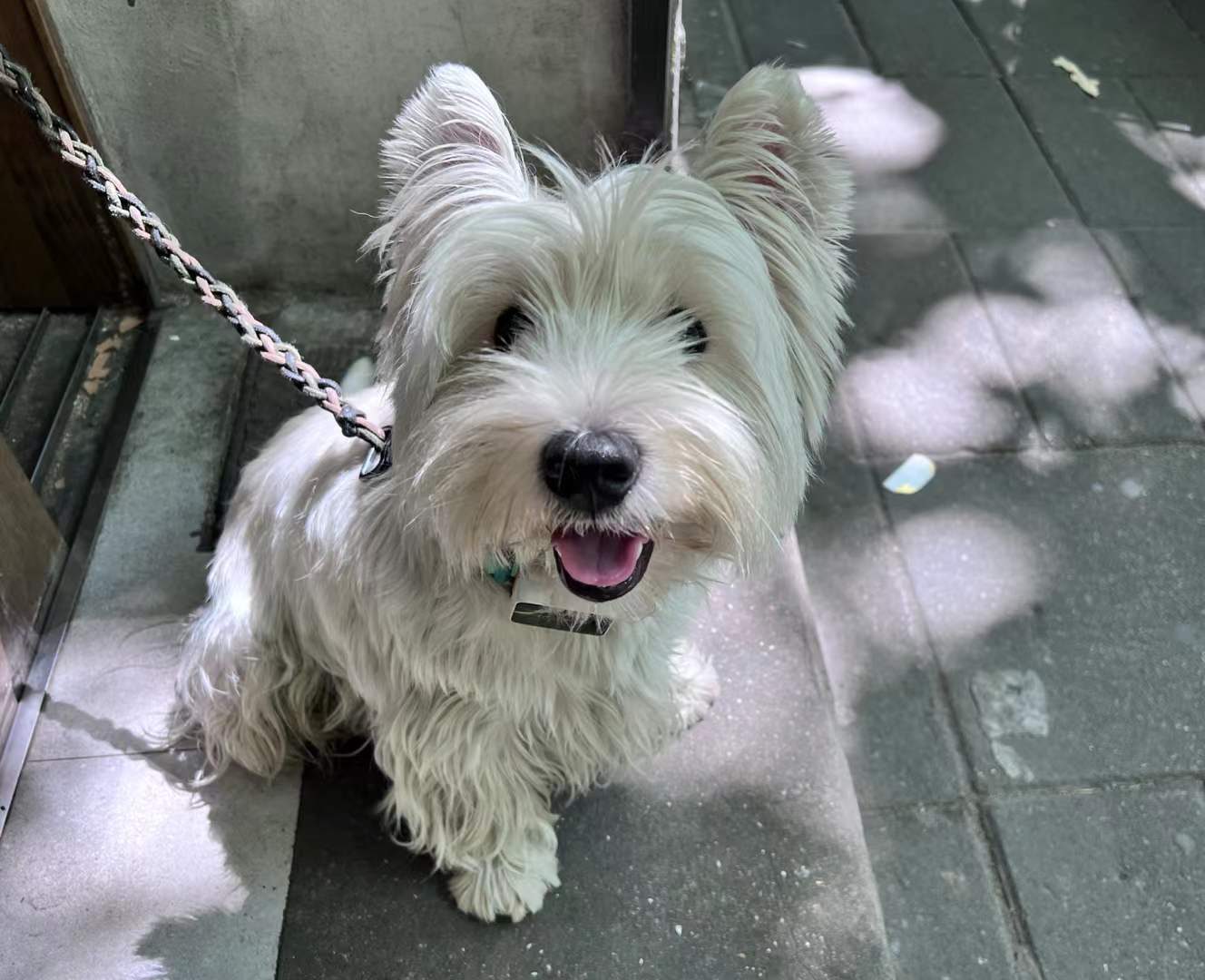 dog