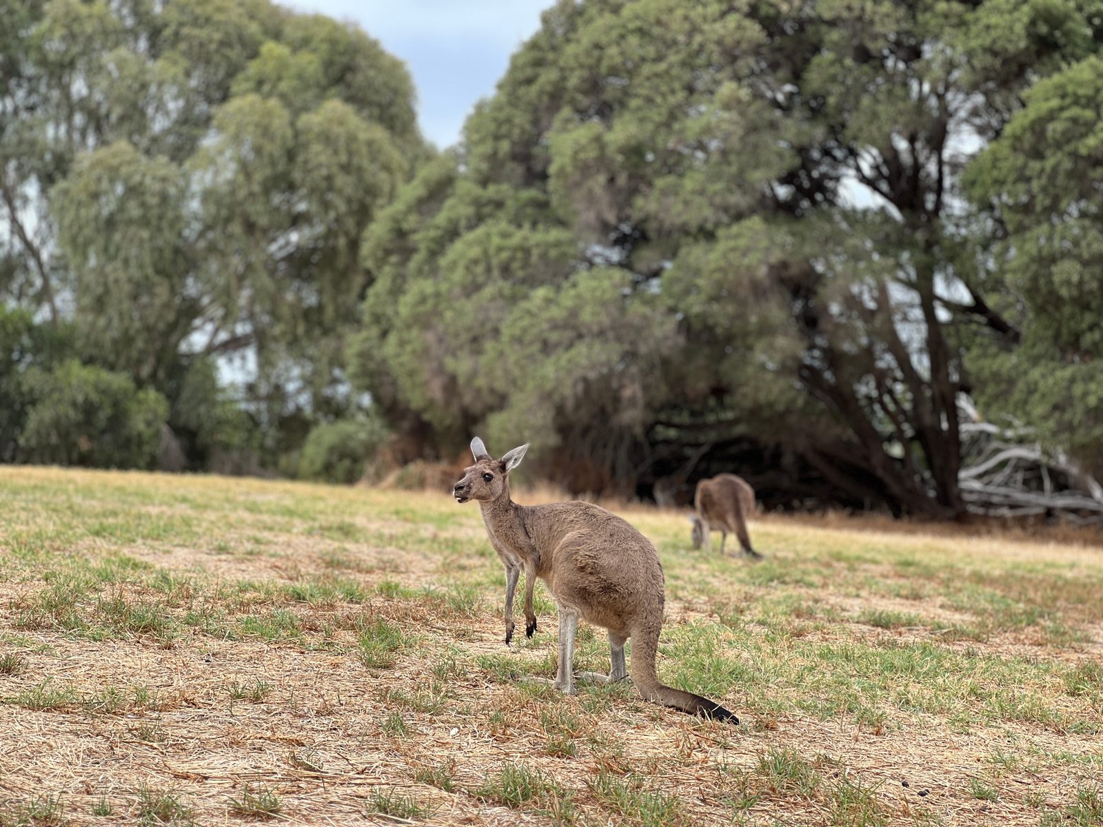 Kangaroo1