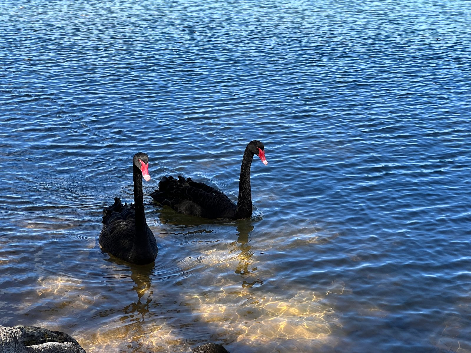 swans