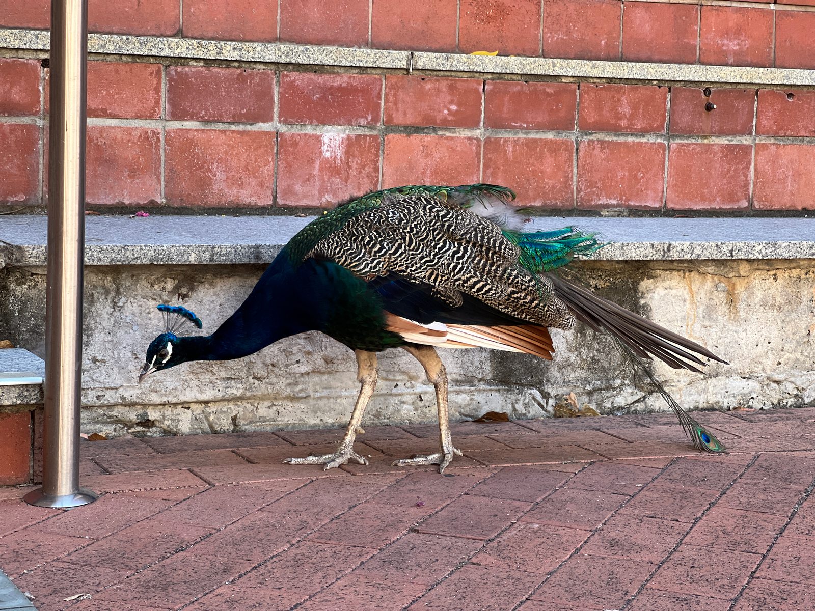 peacock