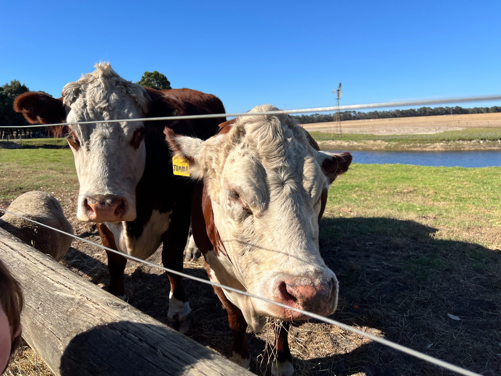 cow