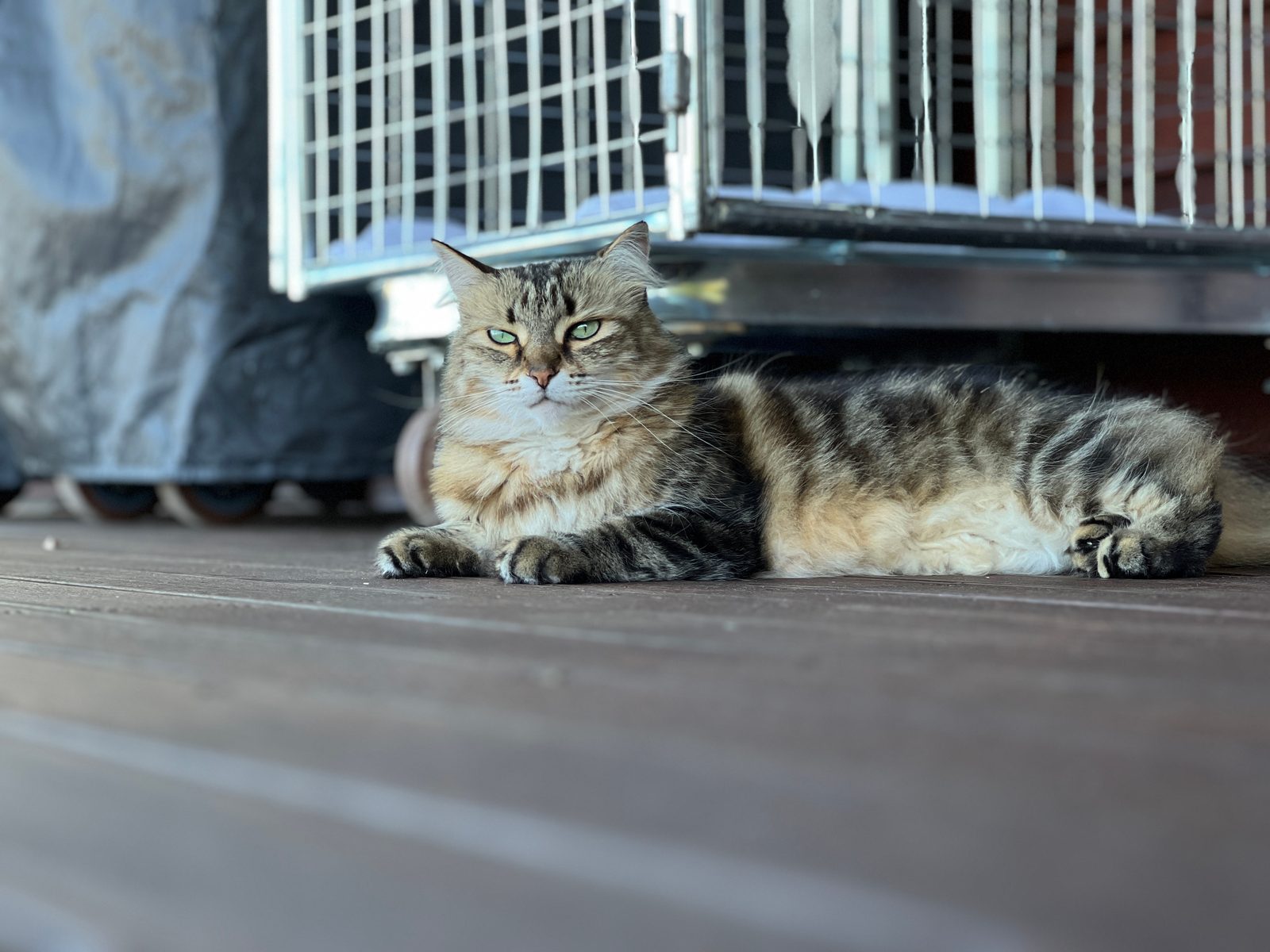 cat